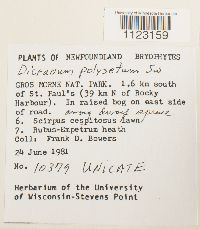 Dicranum polysetum image