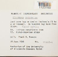 Dicranum polysetum image