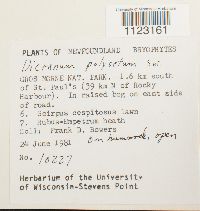 Dicranum polysetum image