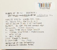 Dicranum polysetum image