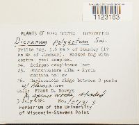 Dicranum polysetum image