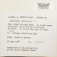 Dicranum polysetum image