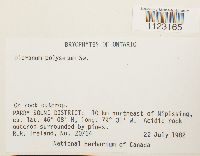 Dicranum polysetum image