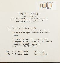 Dicranum polysetum image