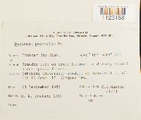 Dicranum polysetum image