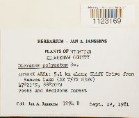 Dicranum polysetum image