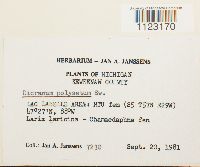 Dicranum polysetum image