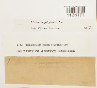 Dicranum polysetum image