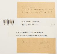 Dicranum polysetum image