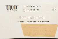 Dicranum polysetum image