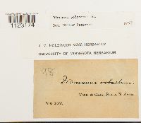 Dicranum polysetum image