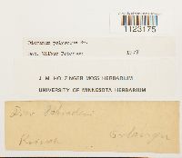 Dicranum polysetum image