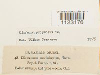 Dicranum polysetum image