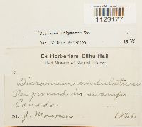 Dicranum polysetum image