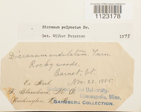 Dicranum polysetum image