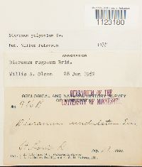 Dicranum polysetum image