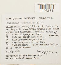 Dicranum polysetum image