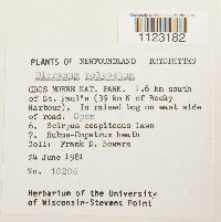 Dicranum polysetum image