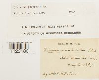 Dicranum polysetum image