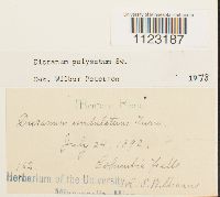 Dicranum polysetum image