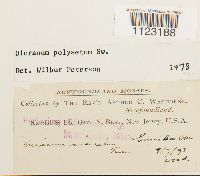 Dicranum polysetum image