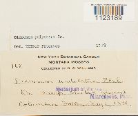 Dicranum polysetum image