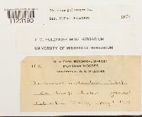 Dicranum polysetum image