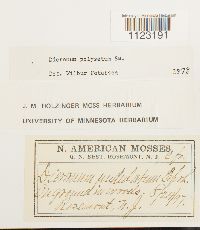 Dicranum polysetum image