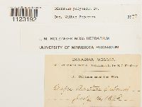 Dicranum polysetum image