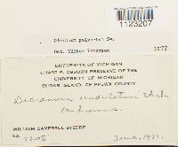 Dicranum polysetum image