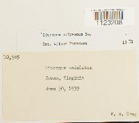 Dicranum polysetum image