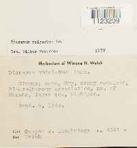 Dicranum polysetum image