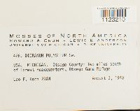 Dicranum polysetum image