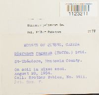 Dicranum polysetum image