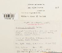 Dicranum polysetum image