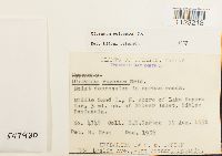 Dicranum polysetum image