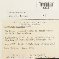 Dicranum polysetum image