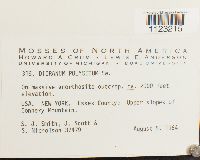 Dicranum polysetum image