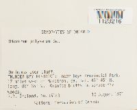 Dicranum polysetum image