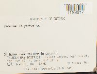 Dicranum polysetum image