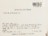 Dicranum polysetum image