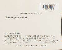 Dicranum polysetum image