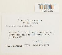 Dicranum polysetum image