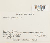 Dicranum polysetum image