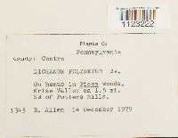 Dicranum polysetum image