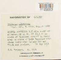 Dicranum polysetum image