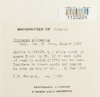 Dicranum polysetum image