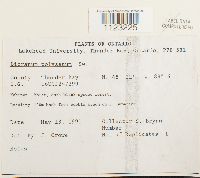 Dicranum polysetum image