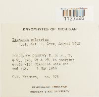 Dicranum polysetum image