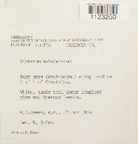 Dicranum condensatum image